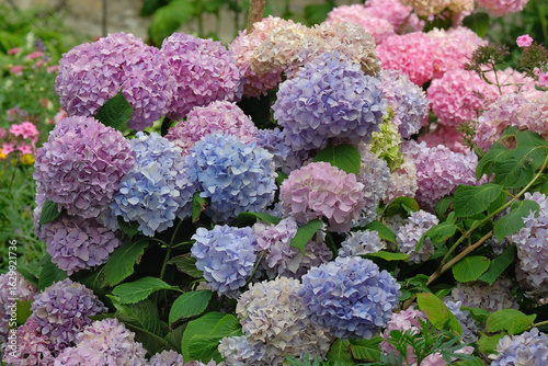 Colorful chrysanthemums in the summer garden