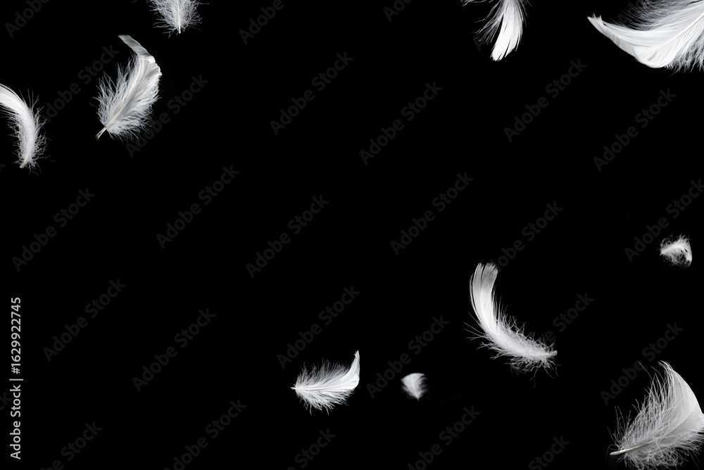 Obraz premium White feather isolated on a black background.