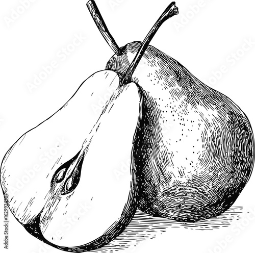 Black and white illustration of whole and half pear, detailed sketch style. Vector illustration