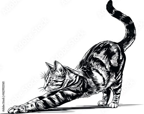 Black and white sketch of a cat stretching gracefully, line art. Vector illustration