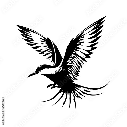 Arctic tern in flight isolated on white background with spread wings