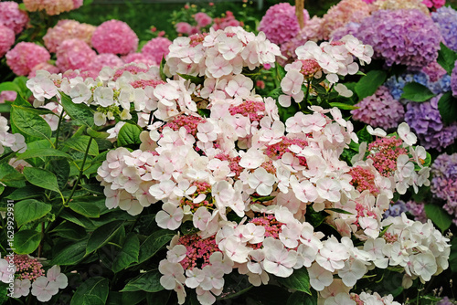 Chrysanthemums of different varieties decorate the garden