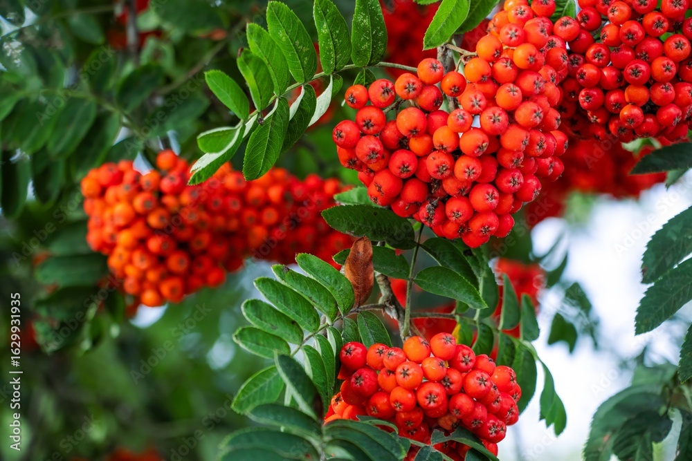 Fototapeta premium Vibrant clusters of red berries surrounded by lush green leaves create a stunning natural display, showcasing the beauty of seasonal flora in a serene outdoor environment