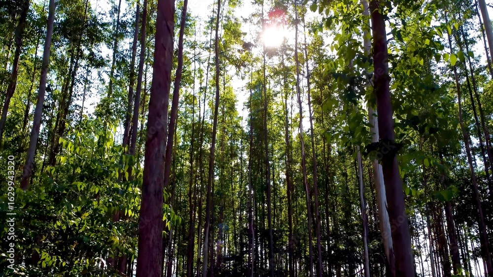 Fototapeta premium Scenic Forest In Betim Minas Gerais Brazil. Captivating Aerial View Of Plantations Forming Geometric Patterns. Colombia Nature Forest Landscape Hydrography Bay. Colombia Green. Betim Minas Gerais.