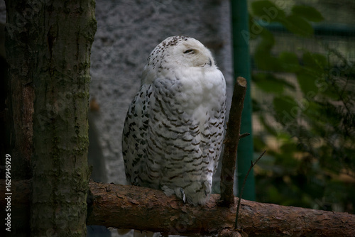 white Owl, secretly observing zoo guests