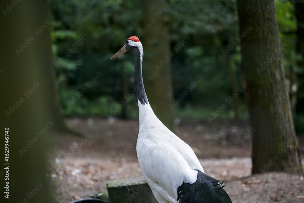 Obraz premium Red crowned crane wandering in zoo