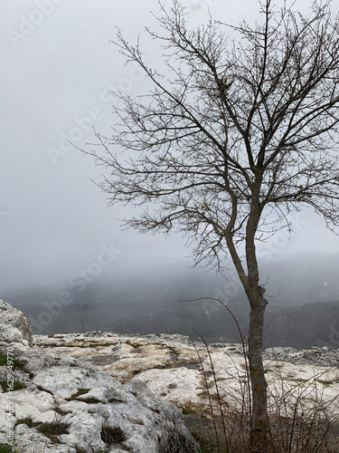 tree in the fog on the top of mountain 
