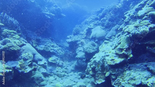 scuba diving swimming moving camera view of small narrow passage way of various coral reefs and some fishes at the sandy calm blue ocean bottom sea water underwater during day time in Asia pacific