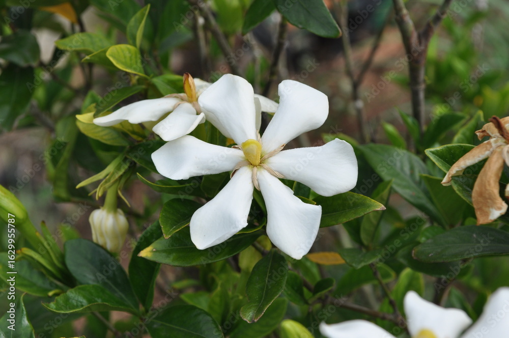 Obraz premium Close-up of white fragrant flower of Gardenia jasminoides, called Chijanamu in Korea, a Rubiaceae shrub widely cultivated for its medicinal and ornamental value. Photographed in Korea.