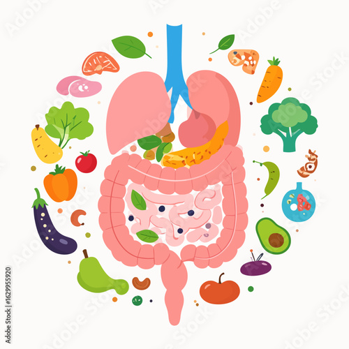 Illustration of the human digestive system surrounded by healthy foods like fruits, vegetables, and nuts, promoting gut health and well-being.