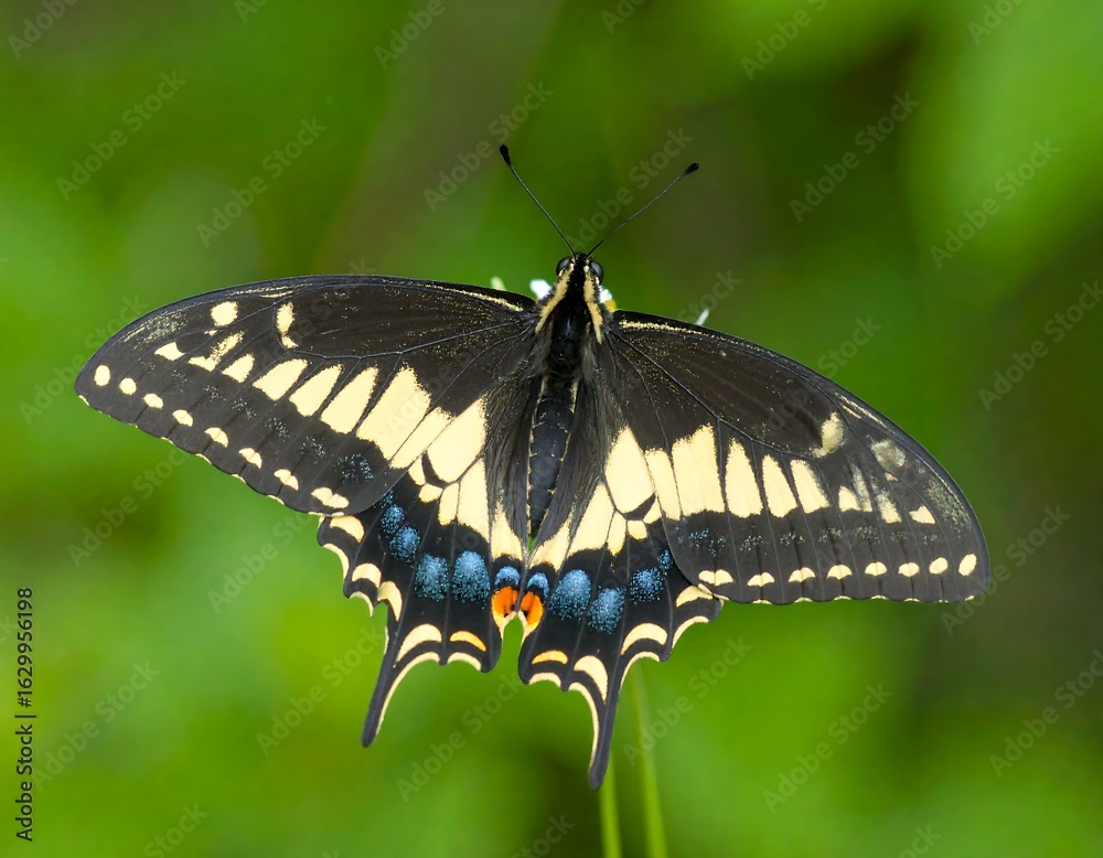 Obraz premium Close-up of a butterfly on a stem (1)