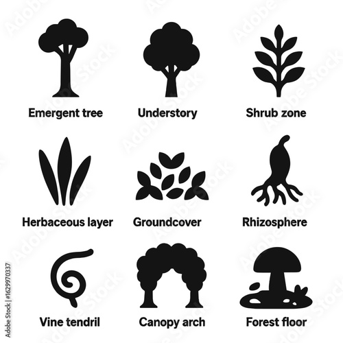 Agroforestry Layers Icons. Solid, filled icons set of agroforestry layers: emergent tree, understory layer,