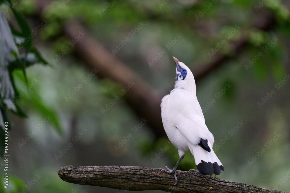 Φωτογραφία Bali Myna (Leucopsar rothschildi) perched on wooden rail with blurred green background in Hong Kong