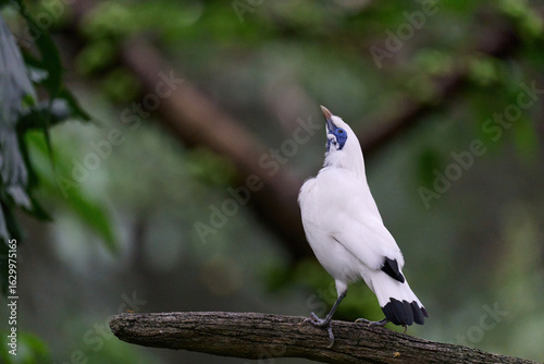 Photography Bali Myna (Leucopsar rothschildi) perched on wooden rail with blurred green background in Hong Kong