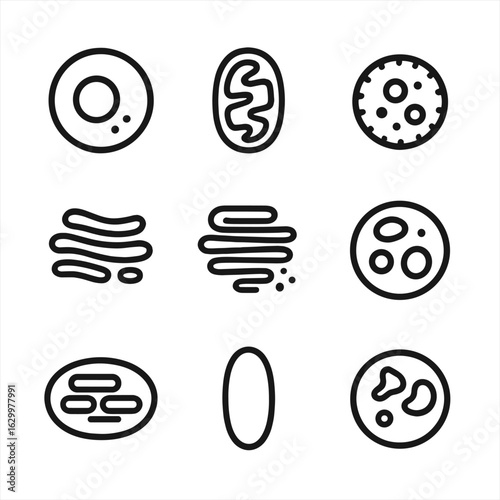Cell Organelle Icons. Outline icon set of cell organelles: nucleus, mitochondria, ribosome, endoplasmic reticulum, Golgi apparatus