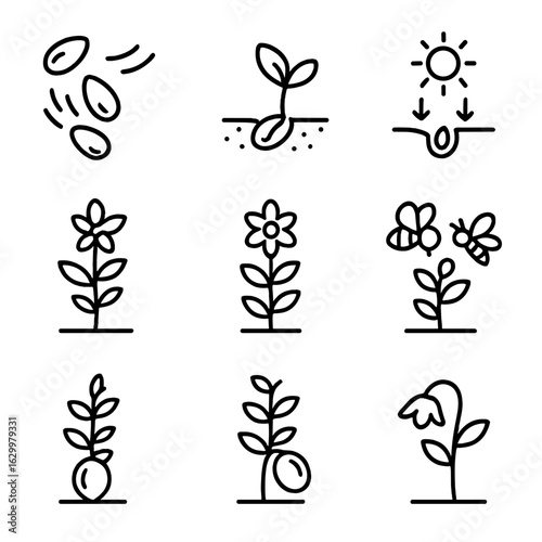 Botany Life Cycle Icons. Outline icon set of botany life cycle: seed dispersal, germination, seedling,