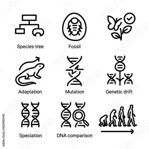 DNA Evolution Icons. Outline icon set of DNA and evolution: species tree, fossil, natural selection, adaptation, mutation, genetic