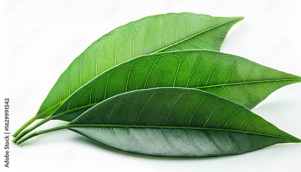 Obraz premium three green leaves closeup