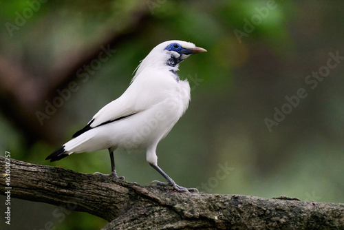 Photography Bali Myna (Leucopsar rothschildi) perched on wooden rail with blurred green background in Hong Kong