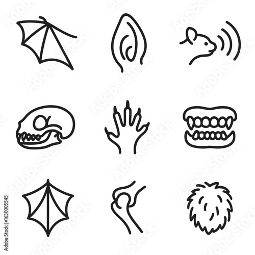 Bat Anatomy Icons. Outline icon set of bat anatomy: wing membrane, ear structure, echolocation call symbol, skull outline, clawed