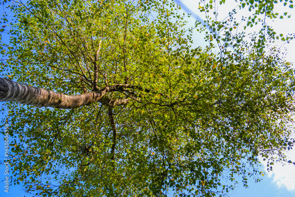 Fototapeta premium Looking up at a birch tree in summer sunlight