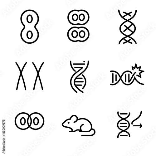 Biological Inheritance Icons. Outline icon set of biological inheritance mechanisms: mitosis, meiosis, genetic crossover, allele