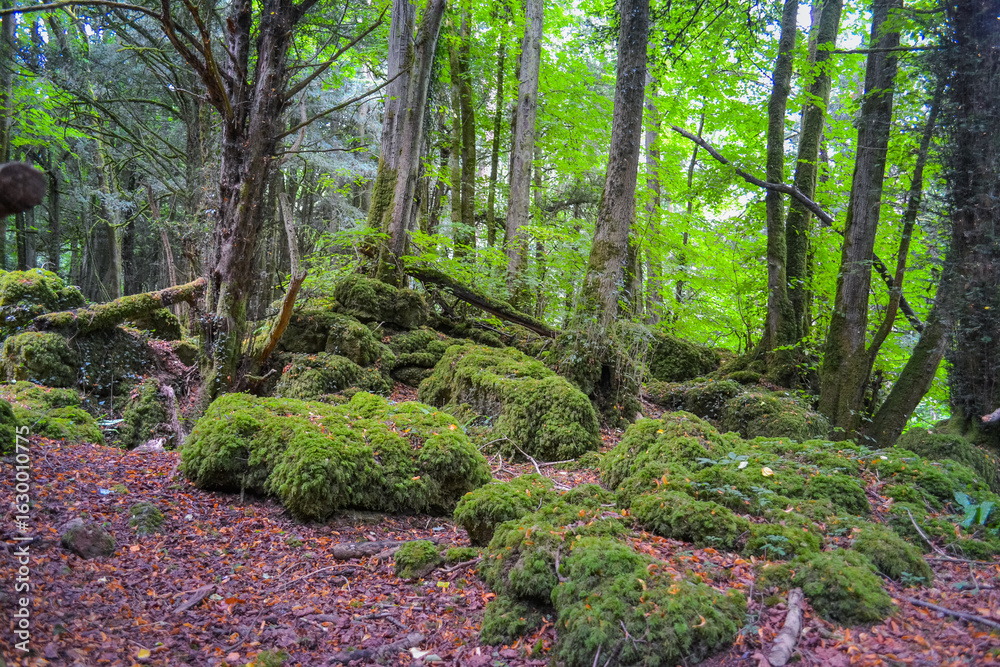 Obraz premium Enchanted ancient forest with moss-covered rocks and trees