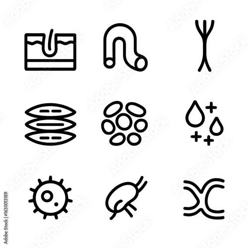 Wound Anatomy Icons. Outline icon set of wound related anatomy: skin layers, blood vessel, nerve endings, muscle fiber, tissue,