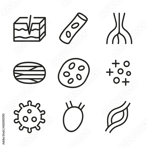 Wound Anatomy Icons. Outline icon set of wound related anatomy: skin layers, blood vessel, nerve endings, muscle fiber, tissue,