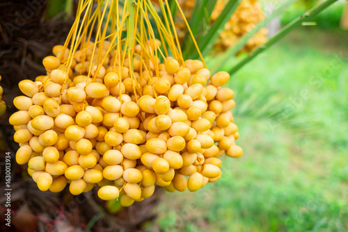 Fresh Barhi ,Ripe yellow dates hanging in large clusters on a date palm tree, ready for harvest. Vibrant tropical farm scene with natural greenery in the background. Agriculture and organic fruit 