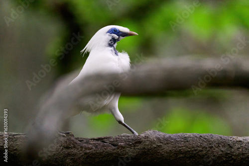 Photography Bali Myna (Leucopsar rothschildi) perched on wooden rail with blurred green background in Hong Kong