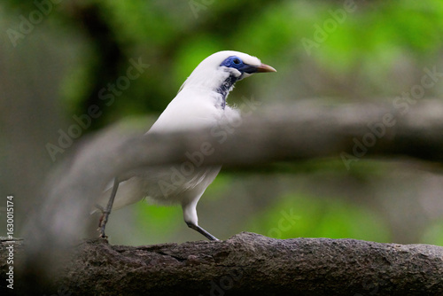 Photography Bali Myna (Leucopsar rothschildi) perched on wooden rail with blurred green background in Hong Kong
