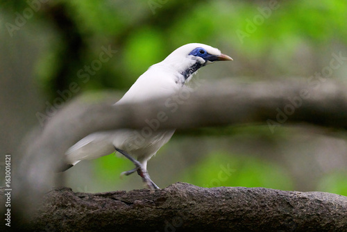 Canvas Print Bali Myna (Leucopsar rothschildi) perched on wooden rail with blurred green background in Hong Kong