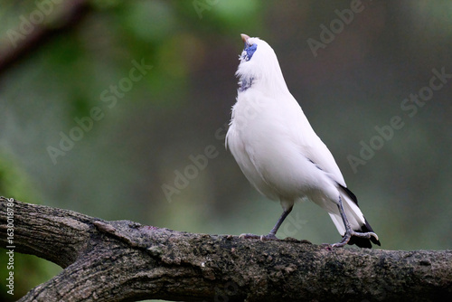 Photography Bali Myna (Leucopsar rothschildi) perched on wooden rail with blurred green background in Hong Kong