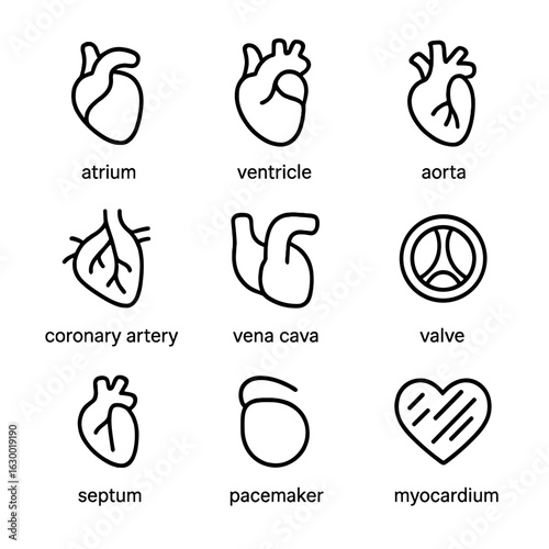 Heart Anatomy Icons. Outline icon set of heart anatomy: atrium, ventricle, aorta, coronary artery, vena cava, heart valve, septum,