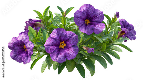 Wallpaper Mural PNG of Vibrant purple petunias in full bloom with lush green leaves create a stunning floral display. Torontodigital.ca