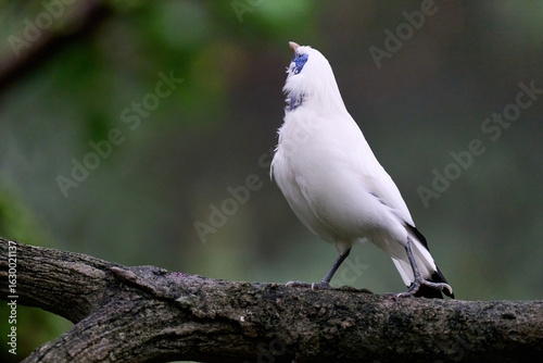 Canvas Print Bali Myna (Leucopsar rothschildi) perched on wooden rail with blurred green background in Hong Kong