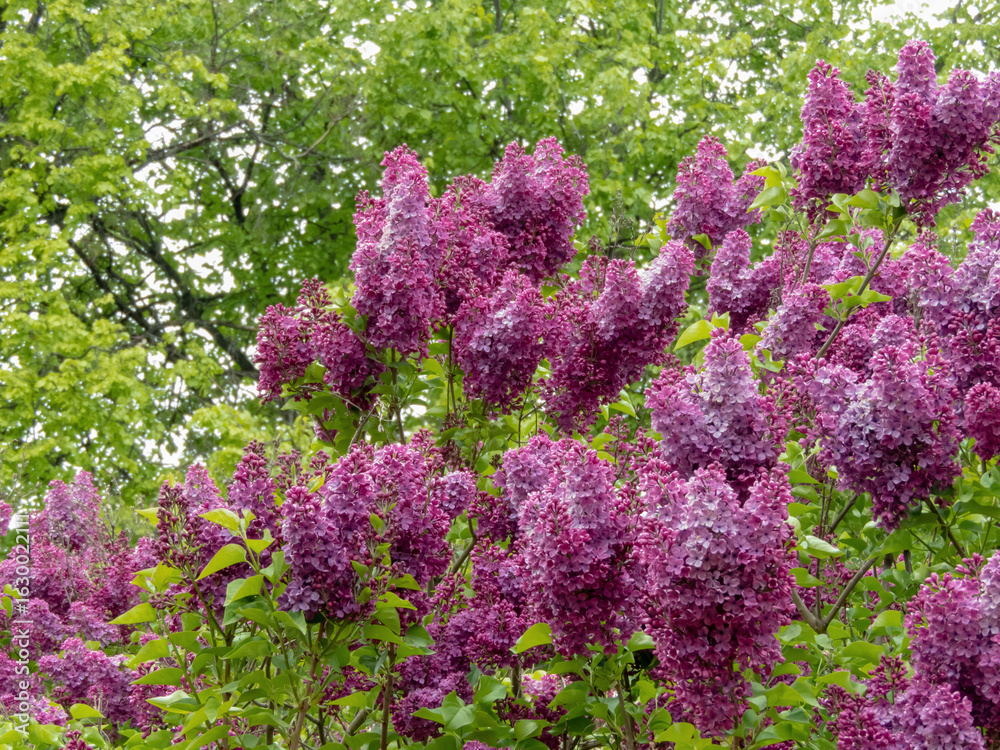 Obraz premium Syringa vulgaris or lilac abundant purple blossoms in spring garden