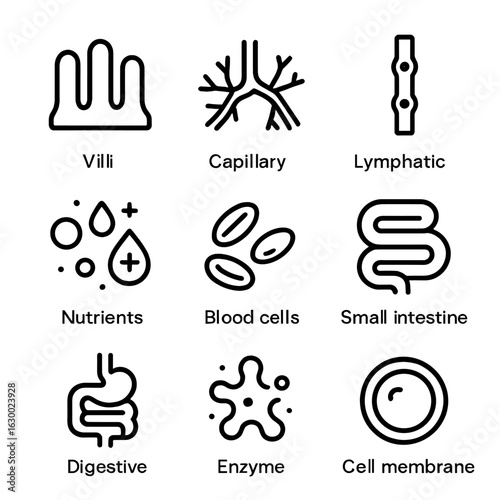 Digestive System Icons. Outline icon set of nutrient absorption: villi, capillaries, lymphatic vessel,