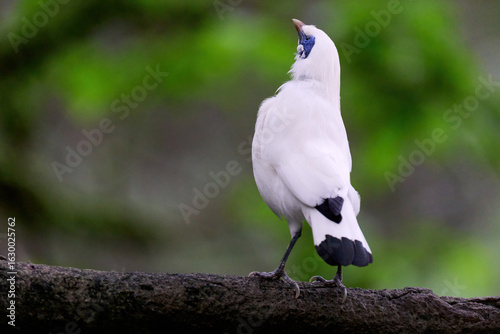 Canvas Print Bali Myna (Leucopsar rothschildi) perched on wooden rail with blurred green background in Hong Kong