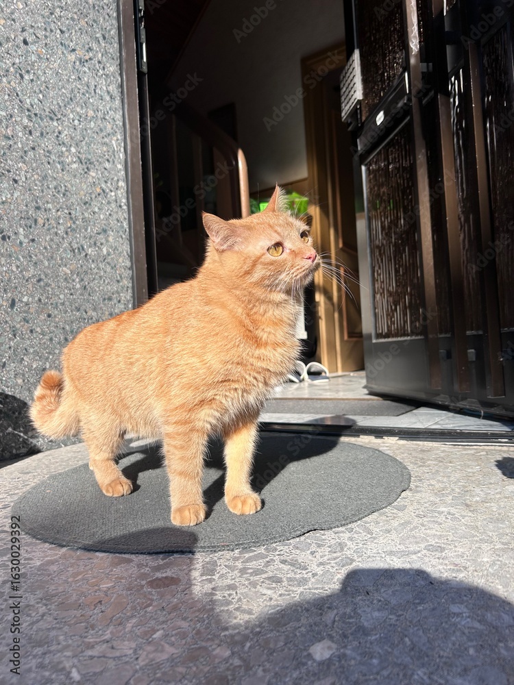 Fototapeta premium cat on the roof