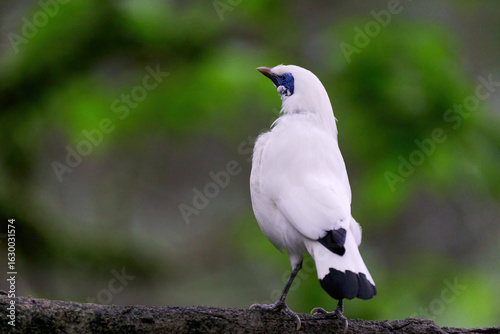 Photography Bali Myna (Leucopsar rothschildi) perched on wooden rail with blurred green background in Hong Kong
