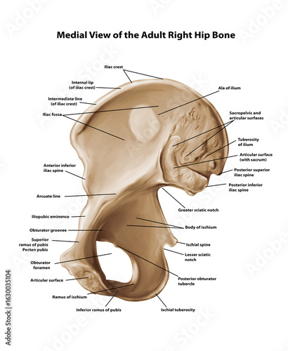 Medial View of the Adult Right Hip Bone 