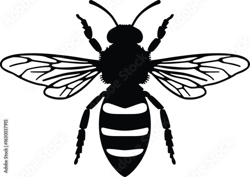 Vector art of a detailed black silhouette of a honey bee with intricate wing details and striped abdomen is isolated on a clean backdrop