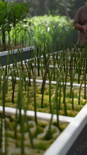 Close-up of young seedlings in a nursery, with green shoots emerging from soil trays.