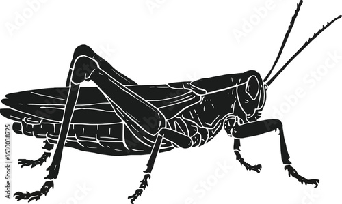 Vector art of detailed vector illustration of a grasshopper insect with long antennae and legs in black color perfect for nature related designs