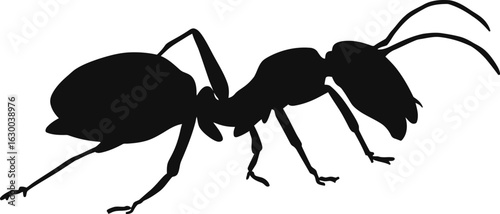 Vector art of detailed silhouette of an ant crawling representing nature insect wildlife and pest control in a simple graphic design
