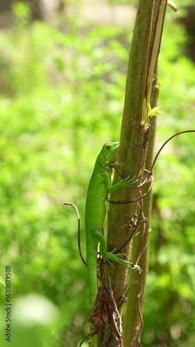 A green lizard clings to a vertical tree branch in a lush, sunlit forest.