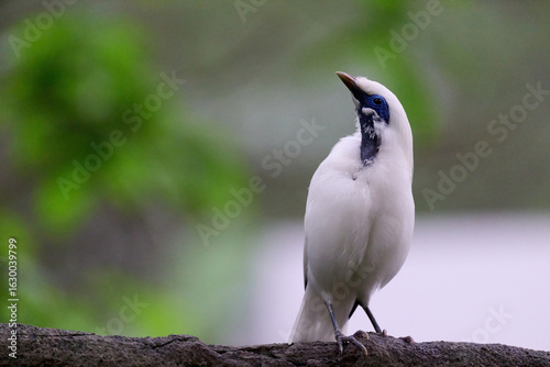 Photography Bali Myna (Leucopsar rothschildi) perched on wooden rail with blurred green background in Hong Kong