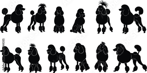 Poodle dog silhouette collection, elegant pet vector set, fancy groomed poodles in poses, black isolated dog illustration, canine clipart design